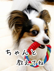 犬のしつけ